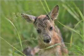 <p>SRNEC OBECNÝ (Capreolus capreolus) Šluknovsko - Jiříkov (European roe deer / Europäisches Reh</p>